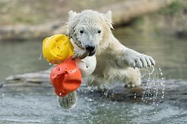 Malá lední medvědice Finja s hračkou v ZOO Schönbrunn 