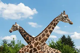 Tiergarten Schönbrunn, Giraffen