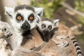 Young ring-tailed lemur with mother in Schönbrunn Zoo 