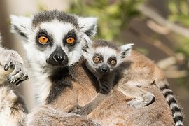 Cucciolo di lemure catta con la madre, nel Giardino zoologico di Schönbrunn 