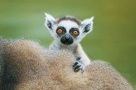 Small ring-tailed lemur with big eyes