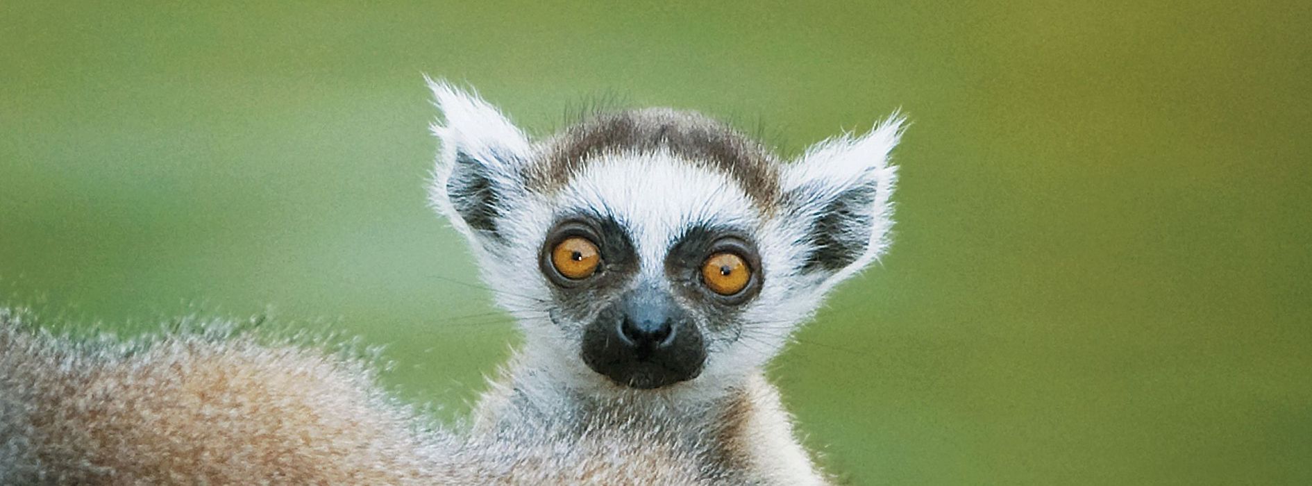Mały lemur z wielkimi oczami