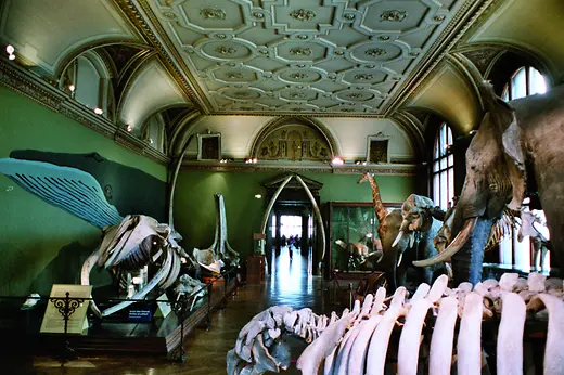 Vari scheletri nel Museo di Storia Naturale di Vienna 