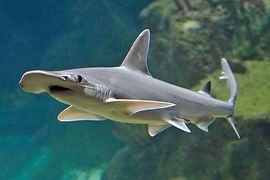 The hammerhead shark in the House of the Sea 