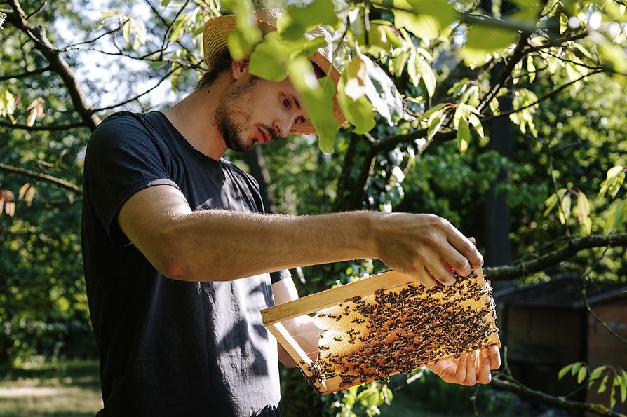 養蜂箱から 巣礎を取り出す養蜂家