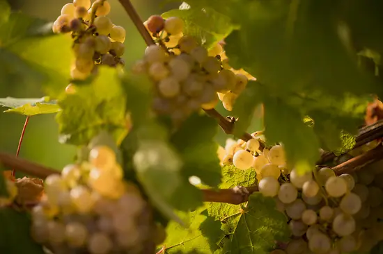 Weinreben