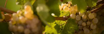 Viñas