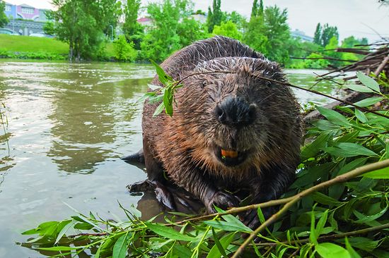 A beaver on the river bank