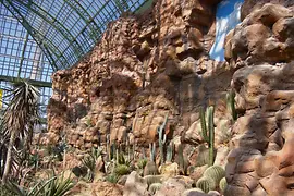 Kakteen auf Felsen im Wüstenhaus