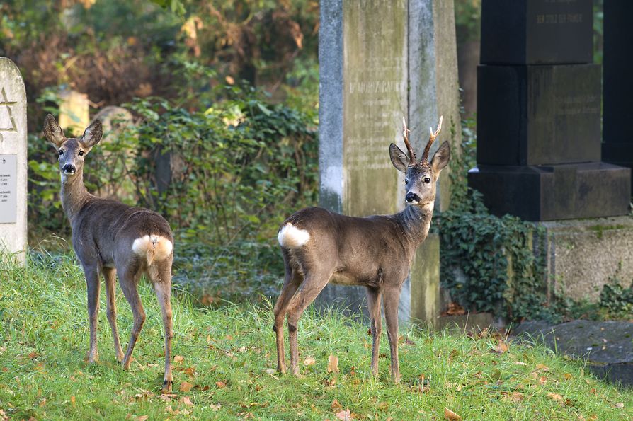Deer in the Central Cemetery