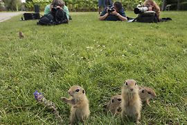 Écureuils terrestres dans un parc viennois prenant la pose pour les photographes