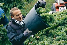 El viticultor Rainer Christ en la vendimia