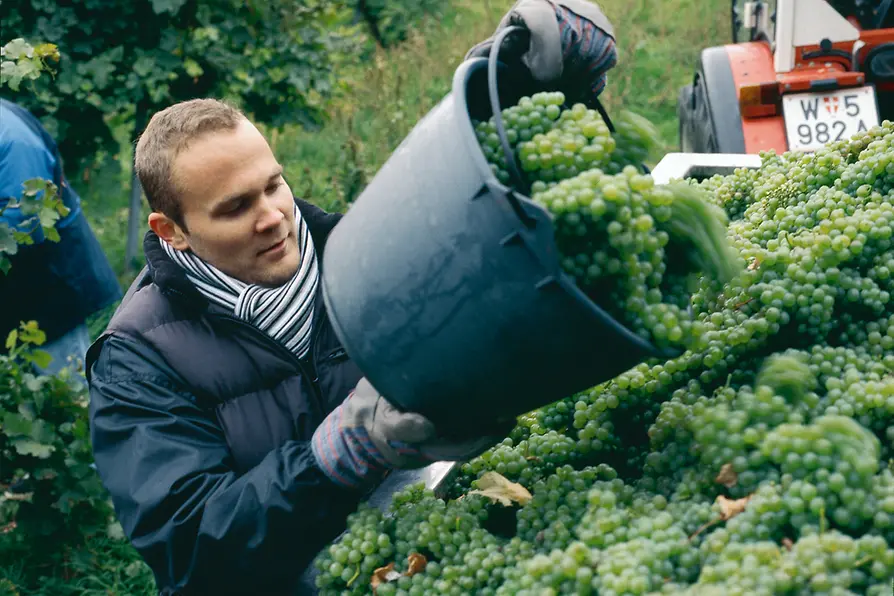Le viticulteur Rainer Christ en pleines vendanges