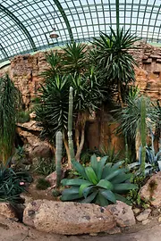 Kakteen auf Felsen im Wüstenhaus