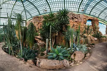 Cactus su rocce nella Casa del Deserto