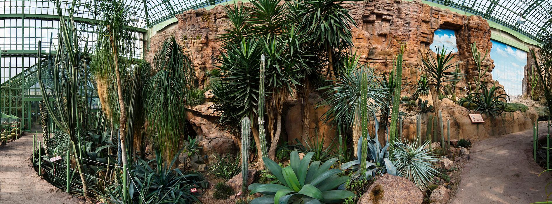 Cactus sobre rocas en la Casa del Desierto