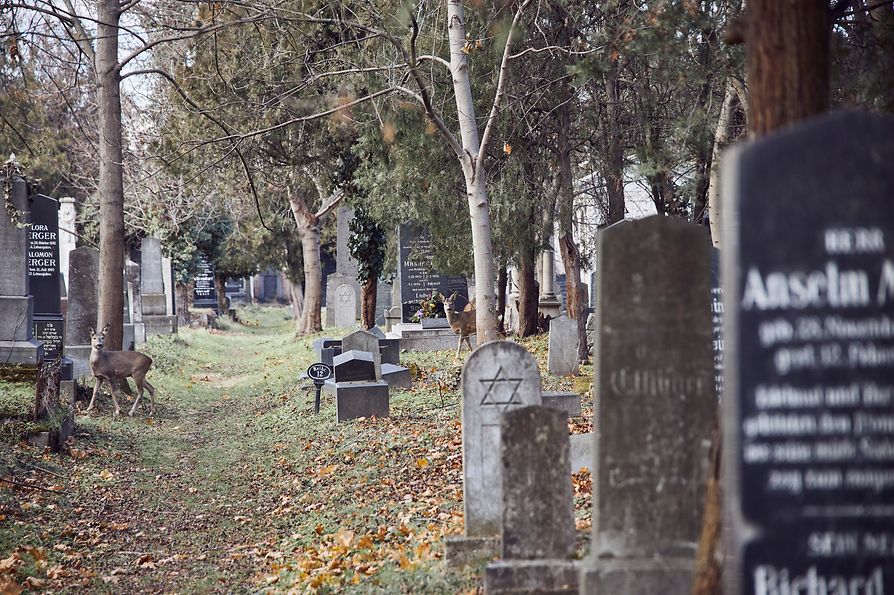 Partea iudaică veche din Cimitirul Central