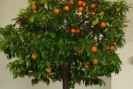 Tree with citrus fruits