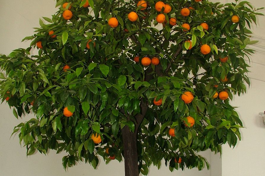 Tree with citrus fruits