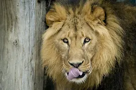 シェーンブルン動物園の雄ライオン