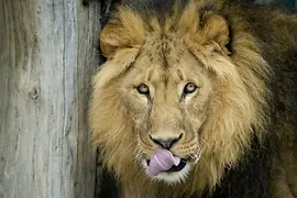 Lei tineri la Grădina Zoologică Schönbrunn 
