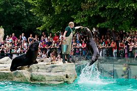 Alimentación de los leones marinos en el Parque Zoológico de Schönbrunn 