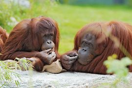Orangutany w ogrodzie zoologicznym Schönbrunn 