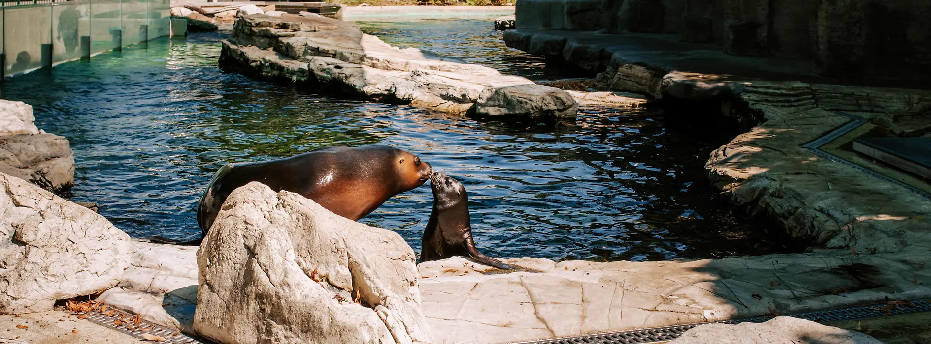 Seals at Schönbrunn Zoo