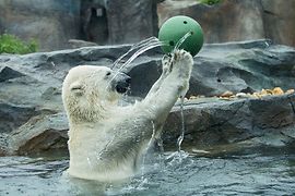 Lední medvěd ve vodě s míčem v ZOO Schönbrunn 