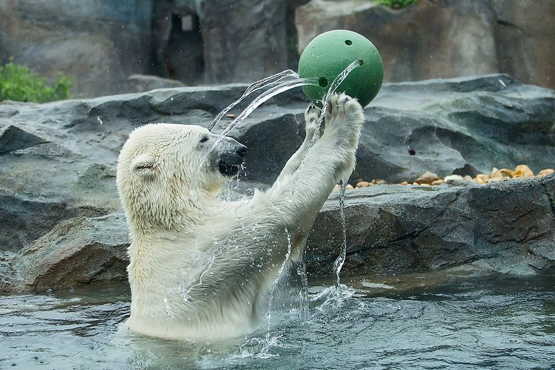 シェーンブルン動物園の水槽でボールを持つホッキョクグマ