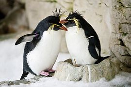 Хохлатые пингвины 
