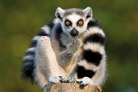 Lemuri o catta al giardino zoologico di Schönbrunn 