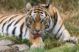 Tigre siberiana al giardino zoologico di Schönbrunn 