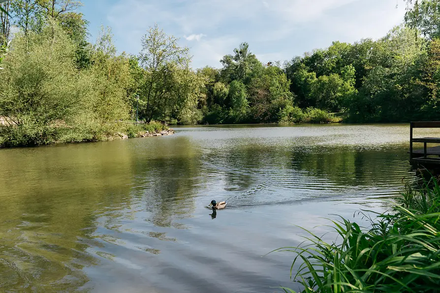 Canard