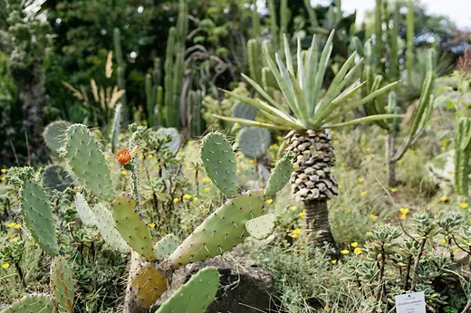 Jardin botanique