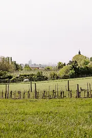 Vineyards in Stammersdorf