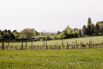 Vineyards in Stammersdorf
