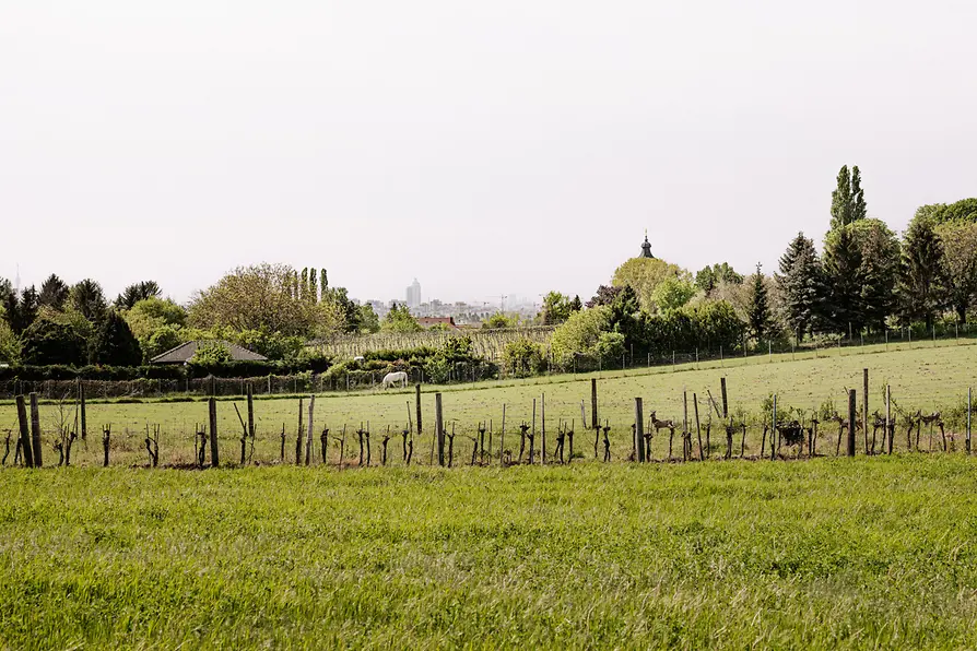Vineyards in Stammersdorf
