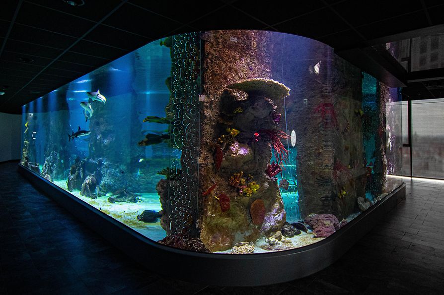 360-stopniowe akwarium z rekinami w Domu Morza (2021)