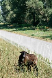 Sheep at the Danube Island