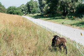 Schaf auf der Donauinsel