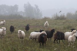 Schafe auf der Donauinsel