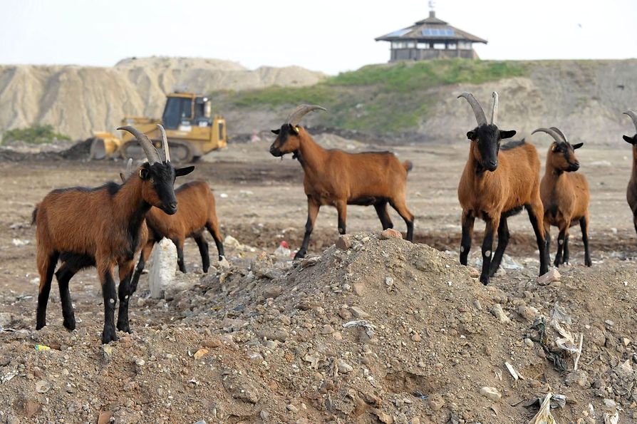 Goats at Waste Deposit