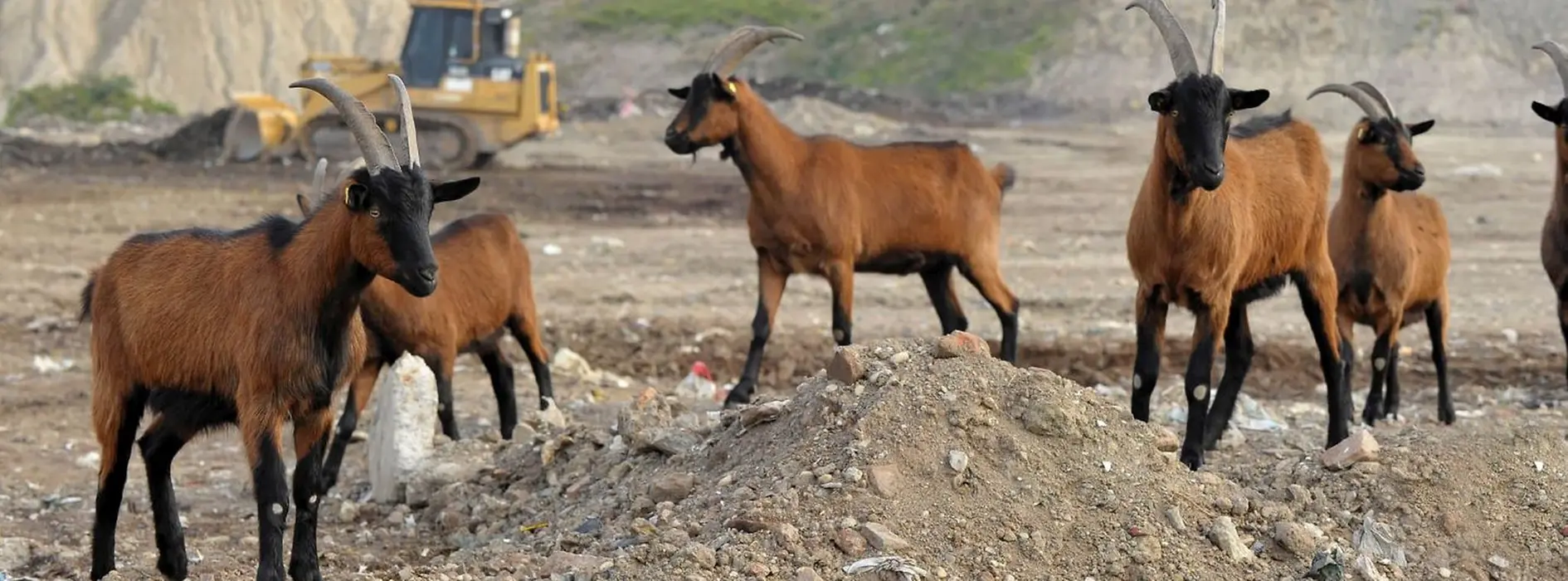 Goats at Waste Deposit