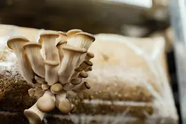 Hut und Stiel, oyster mushrooms