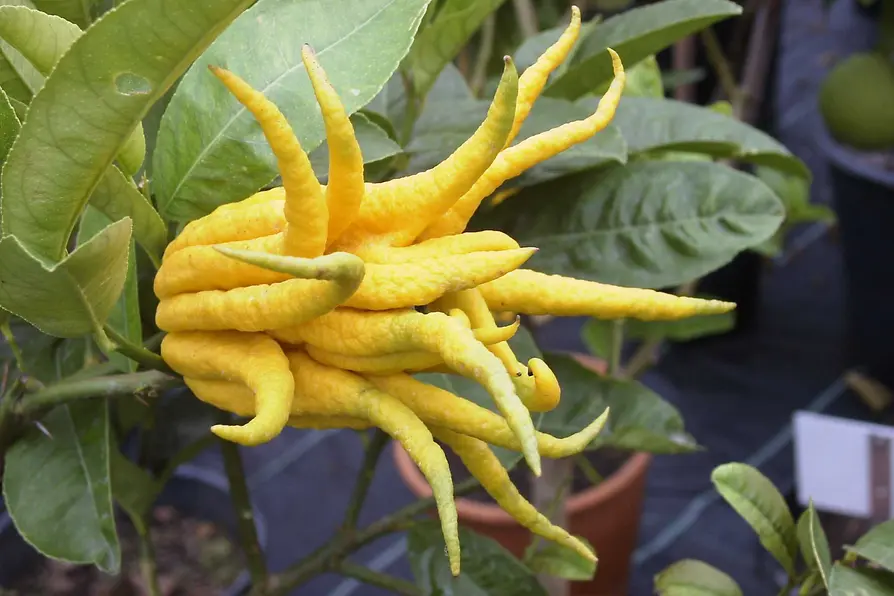 Main de Bouddha de la collection d’agrumes de Schönbrunn