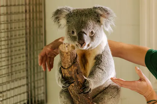 Tiergarten Schönbrunn, Koala