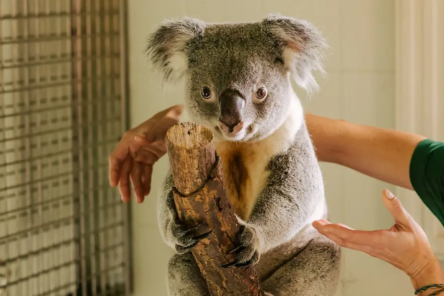 Tiergarten Schönbrunn, Koala