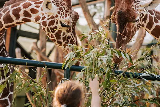 Tiergarten Schönbrunn, Giraffen