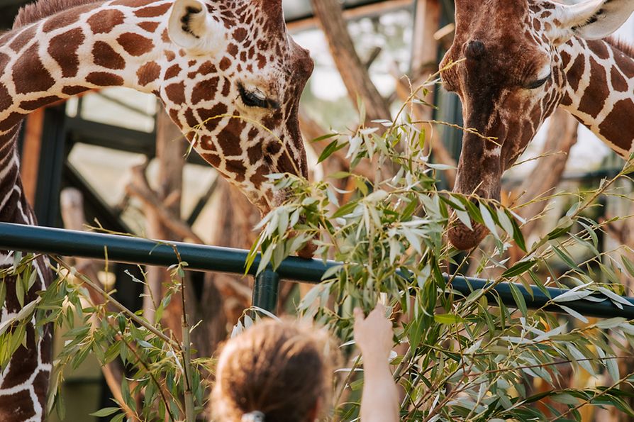 Schönbrunn Zoo, giraffes 